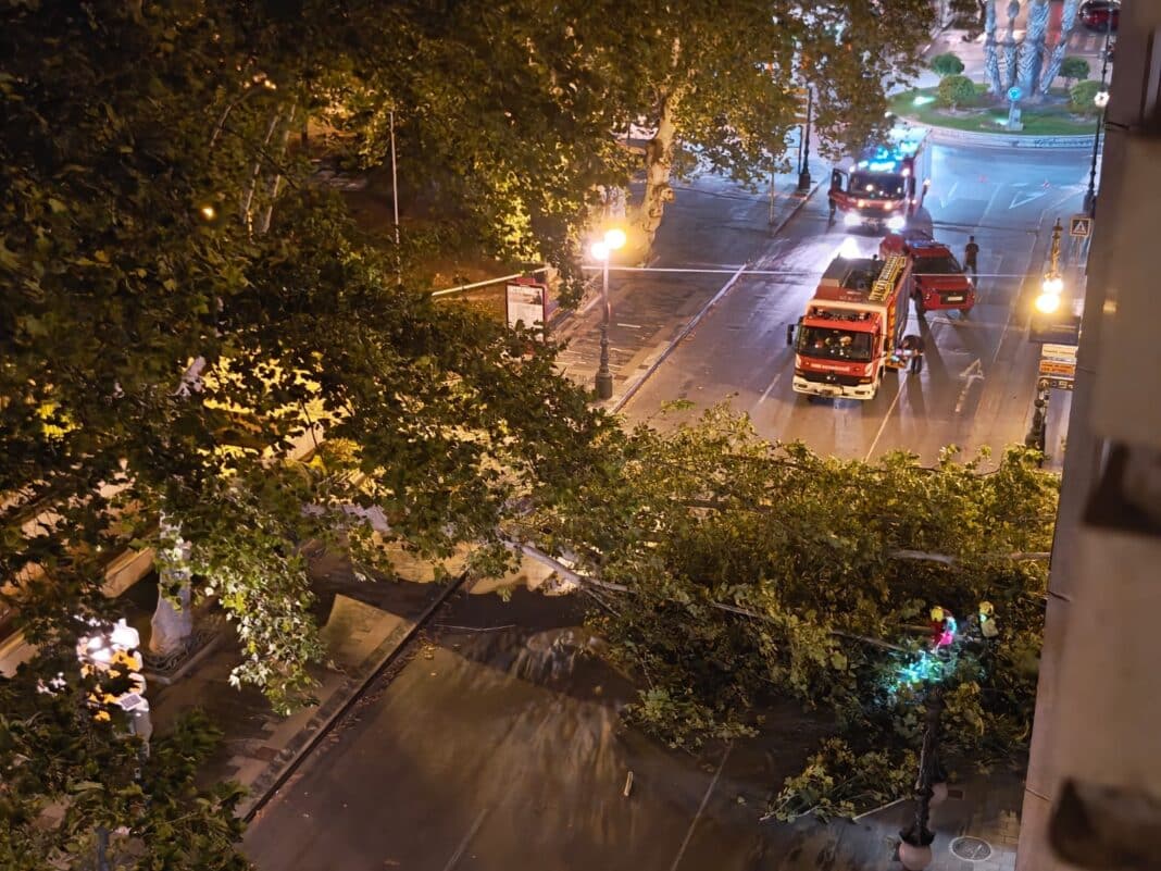 Large tree collapses in the centre of Orihuela