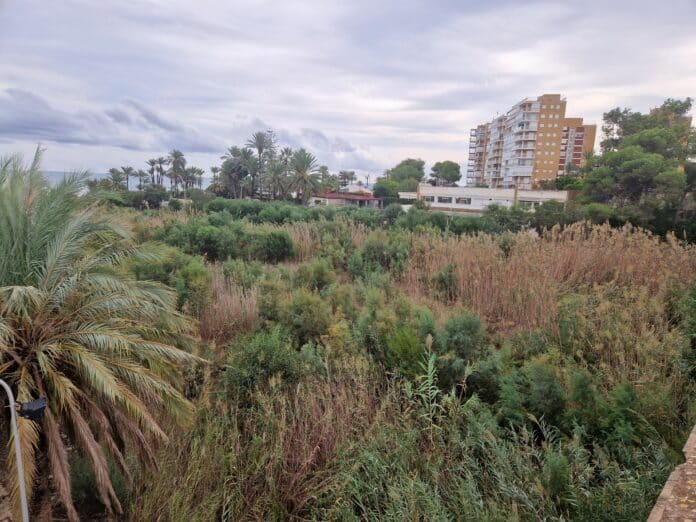 "A couple of months." That is the period that the councillor for the Coast, Manuel Mestre (Vox), estimates that the Campoamor ravine could be free of the dense vegetation that blocks it in the event of a large flood.