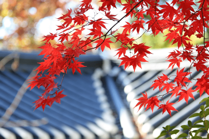 The roof is one of the most important components of your home, protecting you and your family from the elements while contributing to the overall structural integrity of your property.