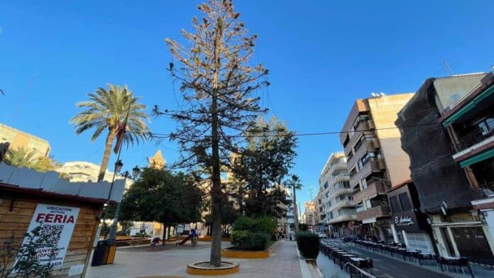 Irrigation levels for the tree were increased to counteract the high summer temperatures.