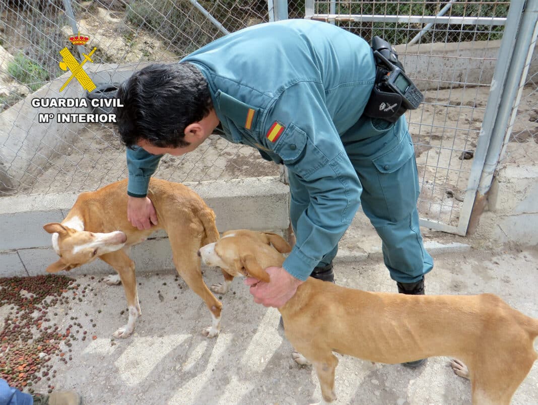Authorities identified the owner through the microchips registered in the Region of Murcia’s Pet Identification System (SIAMU).