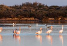 18. AVRIL: Kostenlose Führung durch die Salinen und Mühlen zu den historischen Stätten von San Pedro del Pinatar Es ist ein entspanntes und lehrreiches Erlebnis, perfekt für Naturliebhaber, Geschichtsinteressierte oder alle, die einen der reizvollsten Orte der Region erkunden möchten.