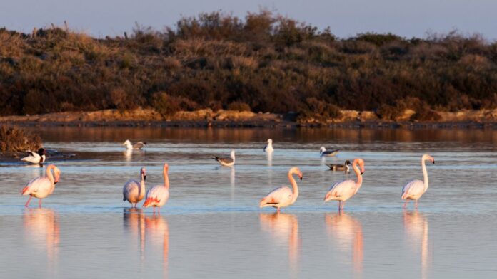 It’s a relaxed and educational experience, perfect for nature lovers, history enthusiasts, or anyone looking to explore one of the region’s most charming spots.