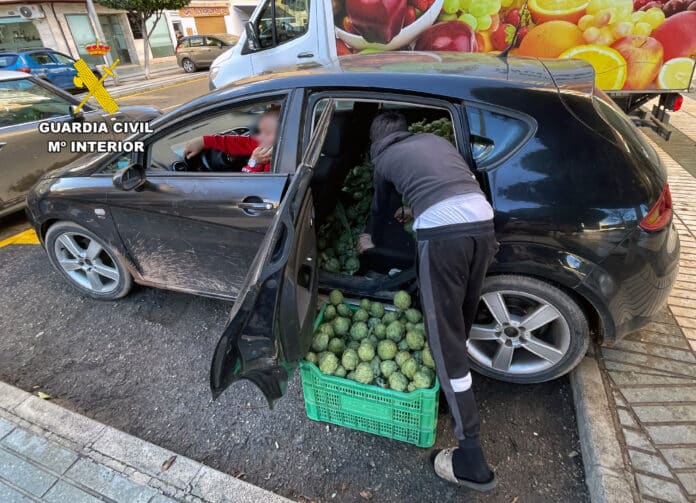 The six members of the criminal group are accused of theft and receiving stolen goods, and a ton of stolen artichokes has been seized from farms in the Campo de Cartagena.