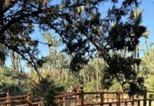 Rozrywka znana na nowo: el Parque El Palmeral de Alicante se transforma para Semana Santa Ponowne otwarcie nie tylko przywróci cenioną przestrzeń, ale także zwiększy jej potencjał jako centrum życia rodzinnego, fitnessu i turystyki