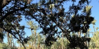 Familienspaß neu interpretiert: Alicantes El Palmeral Park verwandelt sich zu Ostern The reopening not only restores a cherished space but also enhances its potential as a hub for family life, fitness, and tourism