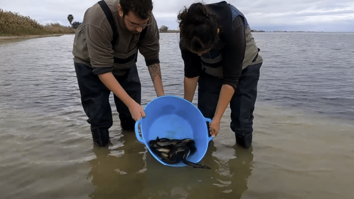 The goal is twofold: to deepen understanding of the eel population in the Mar Menor and to evaluate the impact of local fishing activities on the species.
