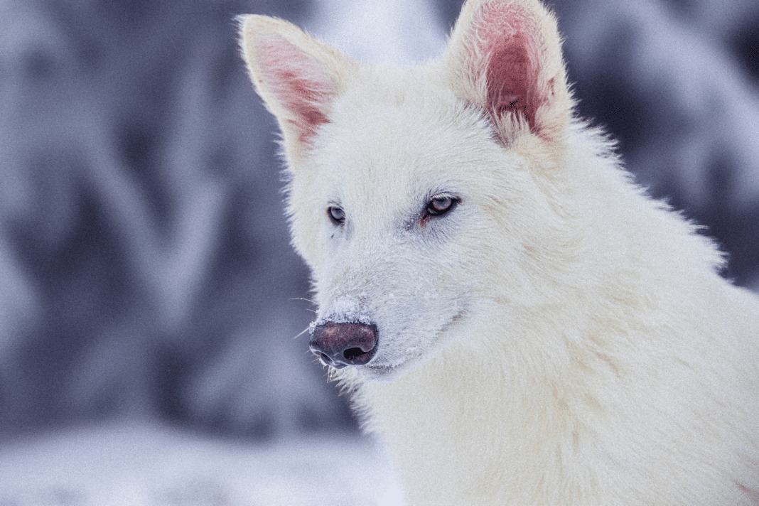 Die Rückkehr des Schattenwolfs stellt einen historischen Meilenstein in der Wissenschaft zur Wiederbelebung ausgestorbener Arten dar und öffnet möglicherweise die Tür für andere ehrgeizige Naturschutzinitiativen.