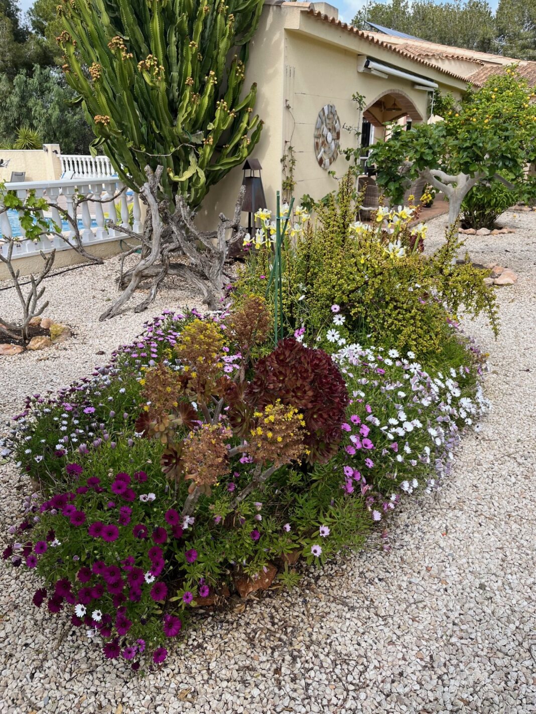 Campoverde Open Garden Day will be returning on Saturday May 24th and will give everyone an opportunity to visit some of the interesting gardens in the village.