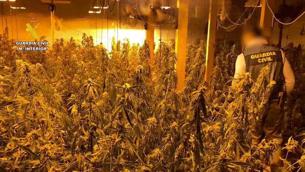 Die Operation unterstreicht die anhaltenden Bemühungen der spanischen Behörden, raffinierte Drogenanbaunetzwerke zu bekämpfen