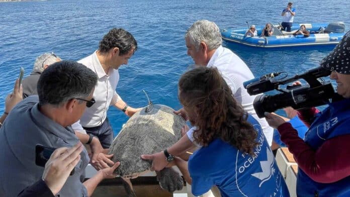 Torrevieja’s mayor, Eduardo Dolón, took part in the turtle’s release from a boat alongside veterinarians from the Oceanogràfic Foundation.