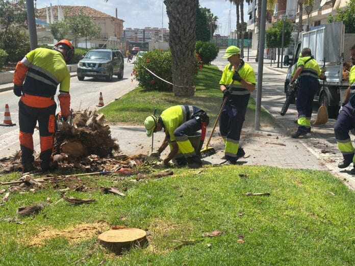 Many of the Phoenix dactylifera (date palms) along the promenade are between 60 and 70 years old, making continuous monitoring and conservation efforts essential.