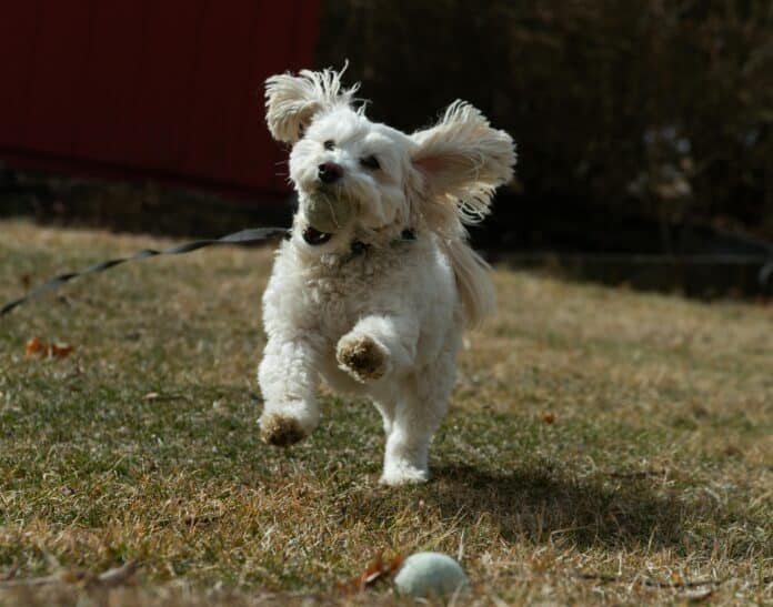 At doggy daycares, pets can have fun playing with other dogs, enjoy activities with the staff members, and have fun throughout the day while the owner is at work.