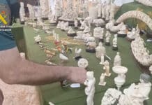 127 Ivory Pieces from Asian and African Elephants Seized in Valencia The estimated damage to wildlife is 14 million euros, with a commercial value of 226,630 euros.