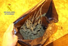 Klage om dyremishandling avdekker marihuanatørking i Murcia Etterforskningen startet takket være et tips fra en borger om et tilfelle av dyremishandling, som til slutt førte til oppdagelsen av et ulovlig område for marihuanadyrking.