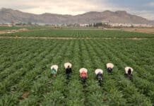 Vega Baja dépasse les 400 000 habitants — mais la population côtière reste largement sous-estimée. La riche campagne agricole de Vega Baja