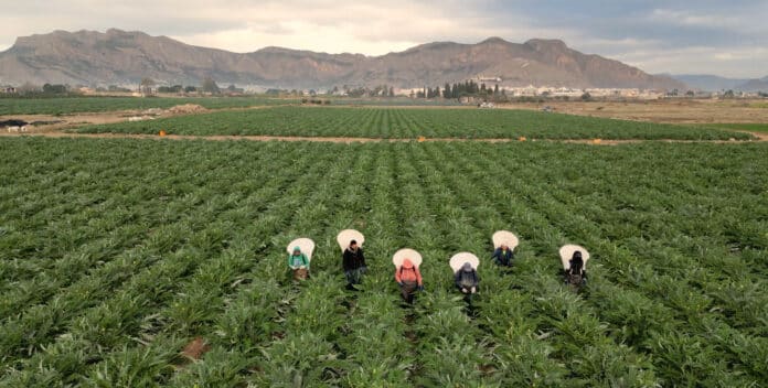 Prezes Convegi, Carlos Pastor, podkreślił, że rolnictwo to nie tylko siła napędowa gospodarki, ale także element tożsamości kulturowej, chroniący krajobrazy, zapobiegający wyludnianiu się obszarów wiejskich i tworzący miejsca pracy. Zaapelował o codzienne docenianie pracy rolników, zwłaszcza w Światowym Dniu Rolnictwa.