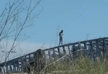 Jonge vrouw dreigt met zelfmoord vanaf de top van de Orihuela Costa-brug Er speelde zich vandaag een gespannen tafereel af toen een jonge vrouw naar de top van de ijzeren brug over de AP-7 bij Lomas de Cabo Roig klom.