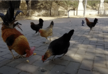 Kury uliczne z Torrevieja w obliczu śmiertelnej tajemnicy zatrucia Władze uważają, że ptaki mogły spożyć zatrute jedzenie celowo pozostawione w jednym miejscu, choć wyniki badań toksykologicznych dotyczących jedzenia i tusz wciąż nie są znane.