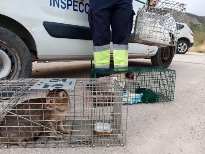 The contract covers 640 cats (320 males and 320 females), costs €131,348, and is expected to last up to 15 months.