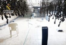 Gwardia Cywilna rozbiła szklarnię z marihuaną w opuszczonej restauracji Casillas Gwardia Cywilna zakończyła operację aresztowaniem dwóch podejrzanych, którym obecnie postawiono zarzuty przestępstw narkotykowych i oszustw związanych z energią elektryczną.