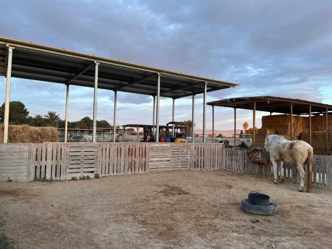 The Easy Horse Care Rescue Centre runs entirely on donations, volunteer work and the efforts of Rod and Susan, who have dedicated nearly two decades to rescuing animals from neglect, abandonment and abuse.