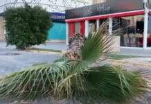 Die Sicherheitsbedenken wachsen, nachdem eine weitere Palme an der Strandpromenade Juan Aparicio in Torrevieja umgestürzt ist. Die für Parks und Gärten zuständige Stadträtin Concha Sala sagte, dass das Vorhandensein des roten Palmrüsslers nicht ausgeschlossen werden könne.