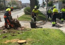 Torrevieja to Remove 30 Potentially Unsafe Palm Trees After Fatal Collapse Nine palms have already been removed and replaced along Vista Alegre promenade, and at least 20 more have been identified for replacement on the Juan Aparicio seafront.