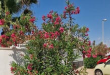 „Gdzie jest dostęp? Mieszkańcy z niepełnosprawnościami codziennie napotykają bariery, podczas gdy Komisja ds. Dostępności Rady Miasta Orihuela milczy” Dla wielu niepełnosprawnych i starszych mieszkańców poruszanie się po Orihueli to wciąż codzienna gehenna, naznaczona przeszkodami fizycznymi i tym, co aktywiści opisują jako ciągły brak skutecznych działań ze strony Rady Miasta.