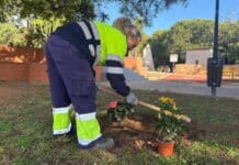 Torrevieja Completes Major Upgrade and Beautification of Avenida Pinoso The Parks and Gardens Department has carried out a comprehensive maintenance and beautification project along the green area of Avenida Pinoso, in the Acequión neighborhood.