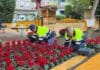 Torrevieja in Bloom as City Dresses up for Christmas Torrevieja’s Department of Parks and Gardens is transforming key locations across the city with vibrant seasonal plantings as part of the Patron Saint Festivities and the arrival of Christmas.
