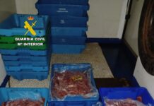 Guardia Civil Seizes 112 Kilograms of Illegal Red Prawns in Santa Pola Agents from the Nature Protection Service (SEPRONA) in Elche reported a 49-year-old Spanish man for numerous violations related to the capture, commercialization, labeling, traceability, and environmental control of red prawns.