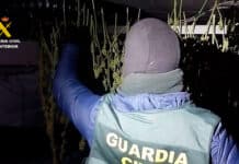 Family Busted in Ibi: 573 Marijuana Plants Found in Home Grow-Op The Guardia Civil has dismantled a large marijuana plantation inside a family home in Ibi, arresting three relatives with previous records for similar drug offences.