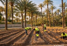 Cotton Cultivation Returns to Orihuela Palm Grove Spanning 600,000 square meters and home to over 9,000 palm trees, the Orihuela Palm Grove is the second-largest in Europe and a defining symbol of the city’s heritage and landscape.