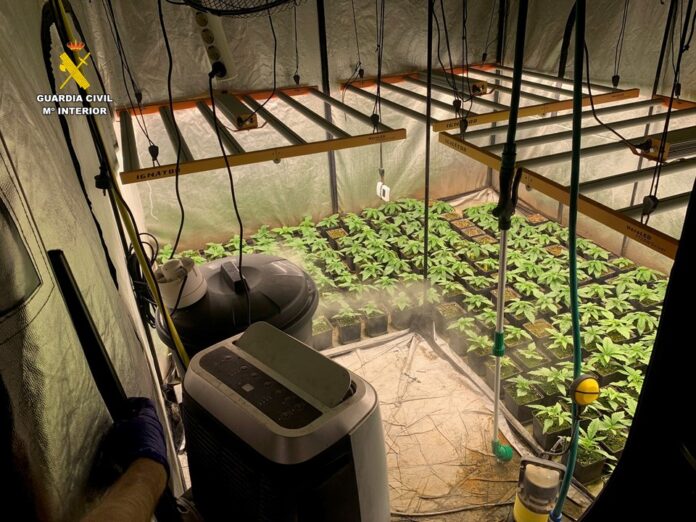 Mieszkaniec, 34-letni mężczyzna wynajmujący dom wraz z rodziną, przyznał, że uprawa konopi była jego jedynym źródłem dochodu.