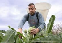 Vega Baja Artischocken beweisen: Der Mensch ist intelligenter als KI! Die Vega Baja Artischockenvereinigung rückt mit ihrer neuen Kampagne „Agrarintelligenz“ die Menschen hinter Spaniens berühmtesten Artischocken in den Mittelpunkt.