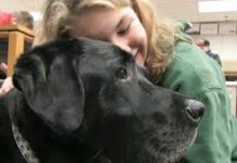 Therapy Dog Joins the Classroom at Torrevieja School in Pioneering Inclusion Project A school in Torrevieja has launched a pioneering dog-assisted therapy programme to support pupils with special educational needs, helping to improve communication, emotional regulation and social interaction.