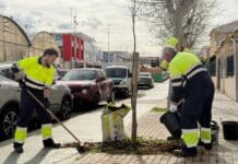 Torrevieja pflanzt 42 neue Bäume zur Begrünung der Stadtstraßen Die Park- und Gartenabteilung von Torrevieja hat im Rahmen des laufenden städtischen Begrünungsplans 42 neue Bäume entlang der Avenidas Delfina Viudes und Diego Ramírez gepflanzt.