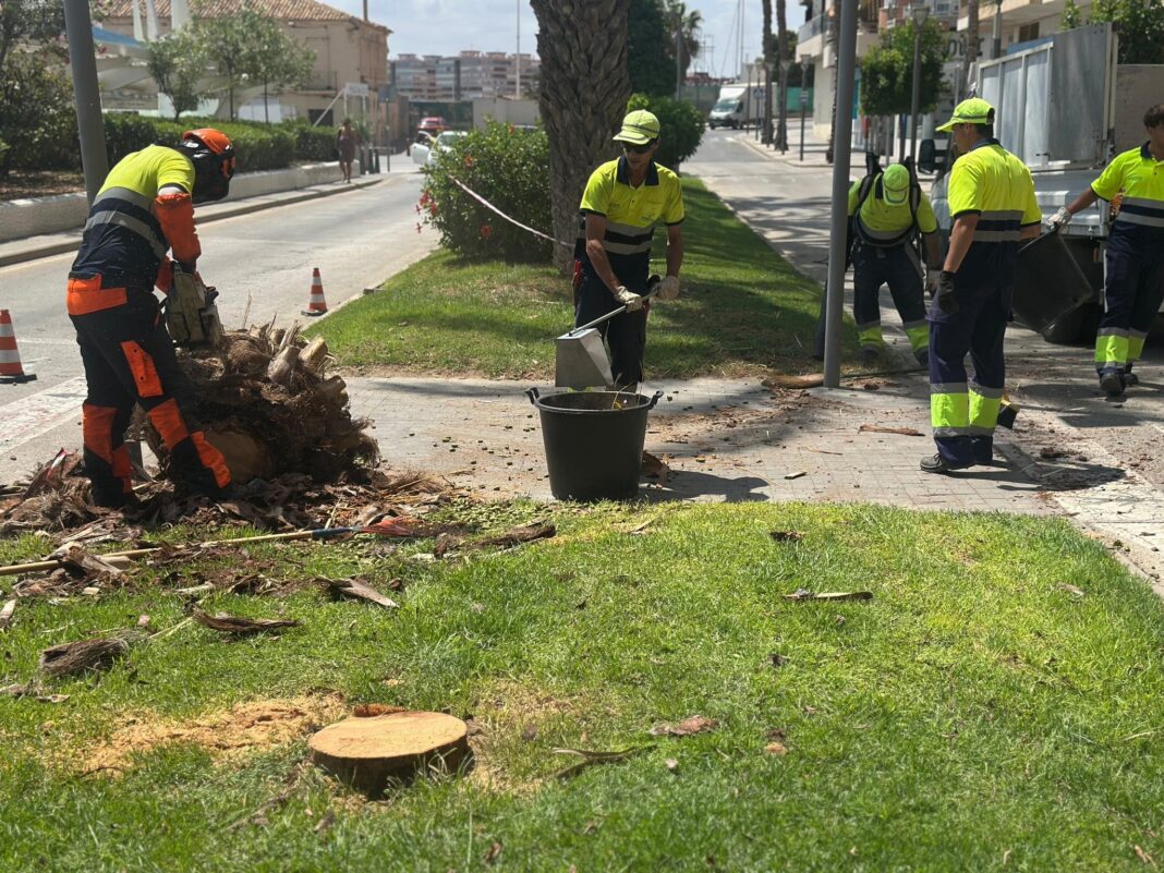 TORREVIEJA REMOVES 20 SEAFRONT PALM TREES OVER SAFETY FEARS Torrevieja City Council has begun the felling and removal of 20 large palm trees from the Paseo Juan Aparicio after municipal technicians identified them as posing a potential structural risk.