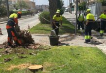 Torrevieja Removes 20 Seafront Palm Trees Over Safety Fears TORREVIEJA REMOVES 20 SEAFRONT PALM TREES OVER SAFETY FEARS Torrevieja City Council has begun the felling and removal of 20 large palm trees from the Paseo Juan Aparicio after municipal technicians identified them as posing a potential structural risk.