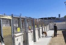 Torrevieja Municipal Animal Shelter recorded nearly 300 dog and cat adoptions in 2025 Torrevieja’s Municipal Animal Shelter arranged almost 300 adoptions of dogs and cats during 2025, according to Animal Protection Councillor Concha Sala, who has presented the shelter’s annual activity report.