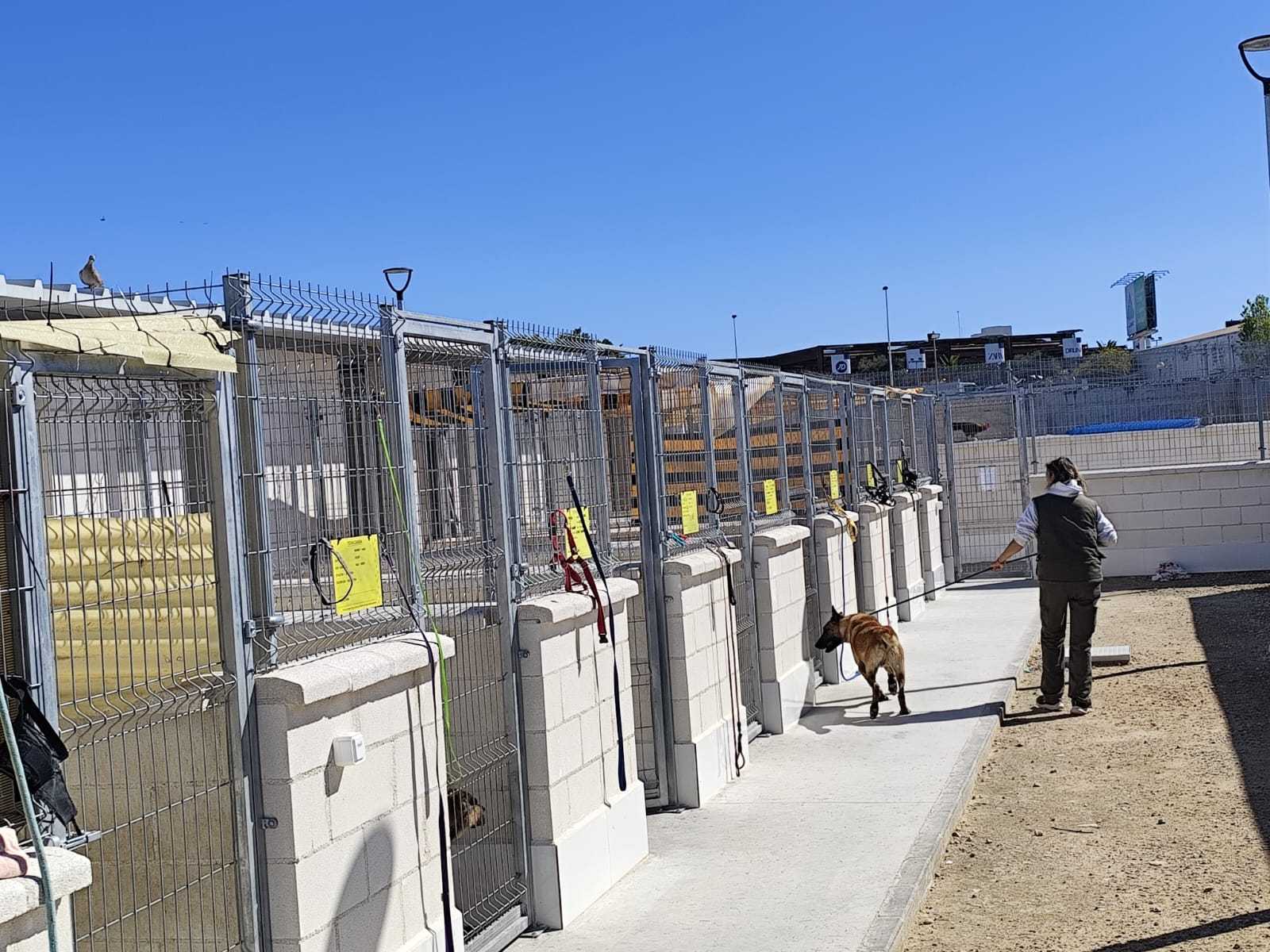Torrevieja Municipal Animal Shelter recorded nearly 300 dog and cat adoptions in 2025
