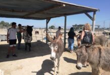 Torrevieja U3A Members Visit Horse Rescue Centre in Rojales During the visit, the group witnessed the tireless efforts of staff and volunteers who work daily to provide a safe and supportive environment for a wide range of animals—not only horses, but also other rescued species housed at the centre.