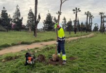 Torrevieja Expands Green Spaces with New Tree Planting and Urban Upgrades Officials say the planting will significantly enhance thermal comfort in the area, expand tree coverage, and create a more pleasant environment for residents.