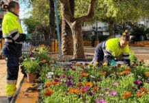 New floral planting carried out in green spaces across the city The Department of Parks and Gardens has spent recent weeks planting seasonal flowers to enhance the urban environment, improve the city’s appearance, and create more pleasant public spaces for both residents and tourists.