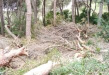 A DISASTER THAT IS WAITING IN THE ORIHUELA COSTA PINES Forest management, clearing of debris, and reduction of fuel loads are not optional extras — they are fundamental safety measures designed to prevent small incidents from becoming uncontrollable wildfires.