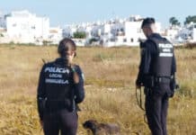 Elderly Dog Found in Distress During Walk in Orihuela Costa Officers arrived at the scene within minutes and carefully approached the animal, taking into account its delicate condition. They provided assistance on site, offering the dog water, food, and a calm presence while assessing the situation.