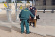 Dog Found Wandering Torrevieja Streets With Spiked Collar Embedded in Neck A 78-year-old man is under investigation for alleged animal cruelty after his dog was found wandering the streets of Torrevieja with serious neck injuries caused by a spiked punishment collar.