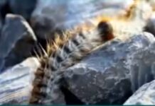 Orihuela Tenders Pine Processionary Control Service Orihuela Council has opened the tender process for a municipal service to prevent and control pine processionary caterpillars across the entire municipality.