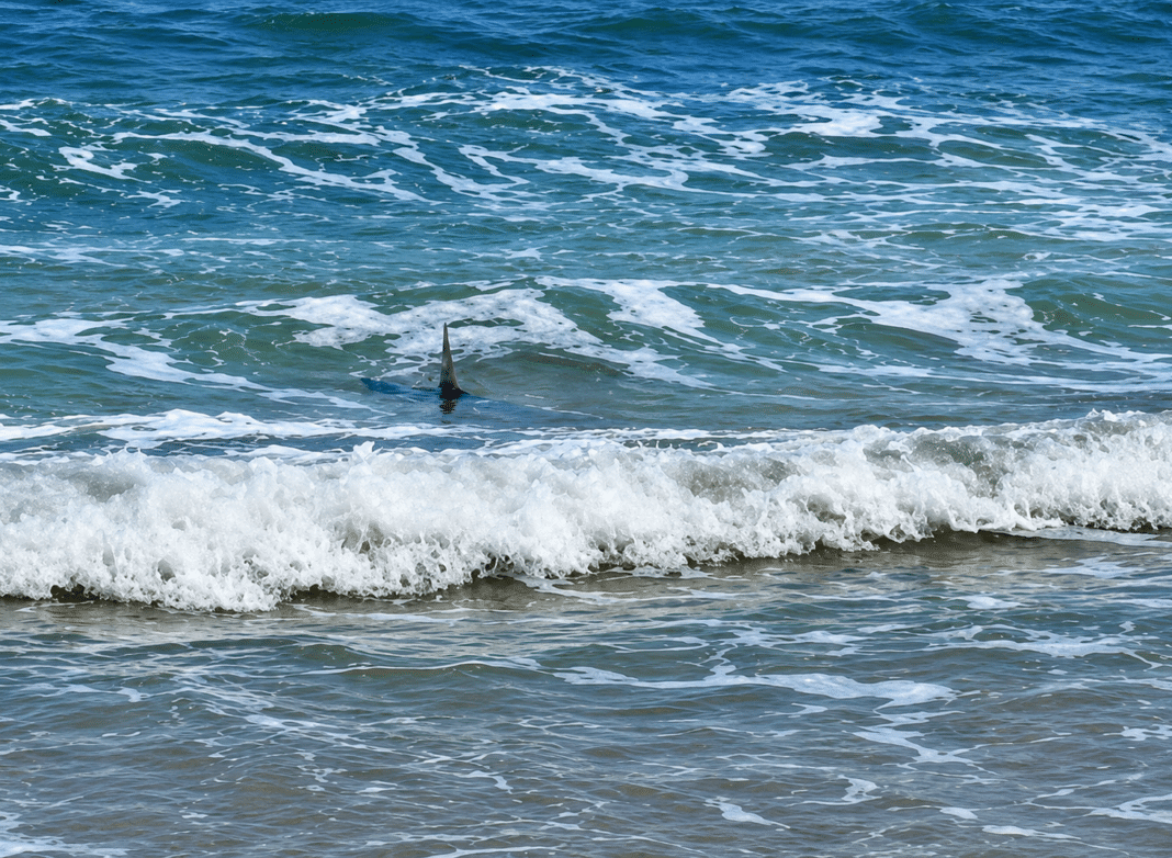 A video filmed on the beach at Guardamar del Segura has caused a wave of debate online after what appeared to be “sharks” were spotted swimming just metres from the shore.